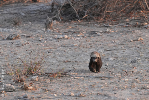 Honigdachs am frühen Morgen am Rand von Etosha unterwegs