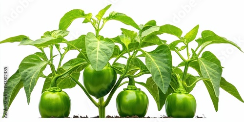 Fresh green bell pepper plants with vibrant foliage. photo