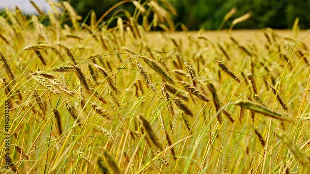 Slow motion swaying barley spike bending stem, natural backdrop background with shallow depth of field Slow motion swaying barley spike bending stem, natural backdrop background with shallow depth of field