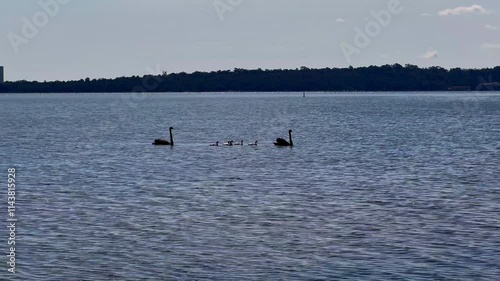 Black swan family - mum, dad, 5 cygnet chicks swim in formation on blue waters of Swan River - backlit