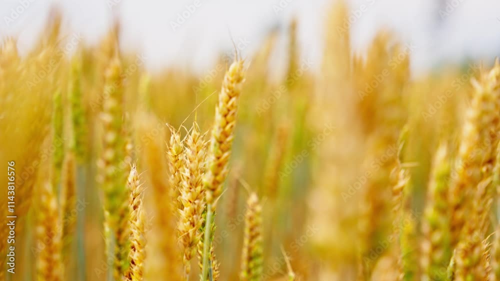 Telephoto closeup rack focus of head kernel of wheat swaying in open field, shallow depth of field Telephoto closeup rack focus of head kernel of wheat swaying in open field, shallow depth of field