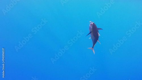 Underwater view of a yellowfin tuna with a jig in its mouth and a cookie cutter shark bite mark