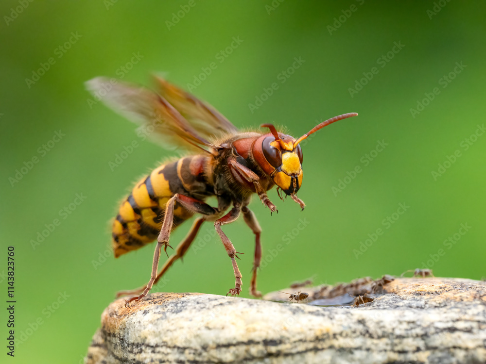 Hornisse (Vespa crabro), Königinnen Hornisse (Vespa crabro), Königinnen