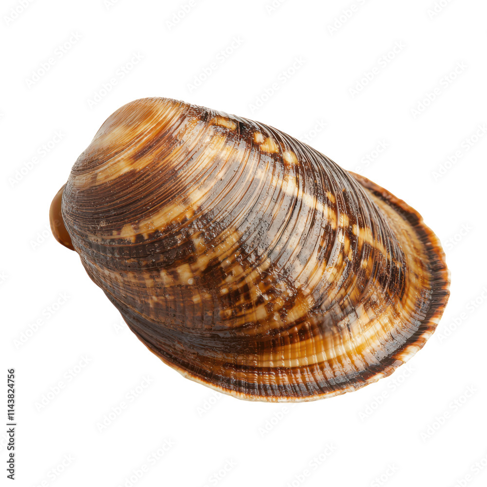 Detailed Close-up of a Clam Isolated on a White Background Perfect for Culinary or Educational Uses and transparent background Detailed Close-up of a Clam Isolated on a White Background Perfect for Culinary or Educational Uses and transparent background