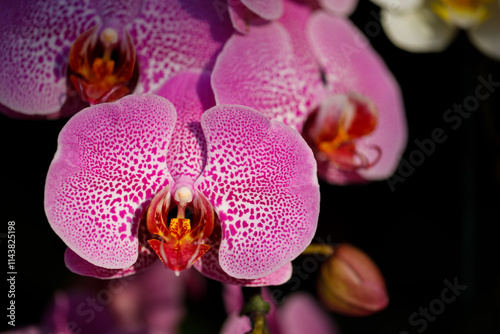 Closeup nature view of Orchids flowers in garden. photo