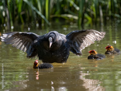 Blässhuhn (Fulica atra)  massregelt Junge photo