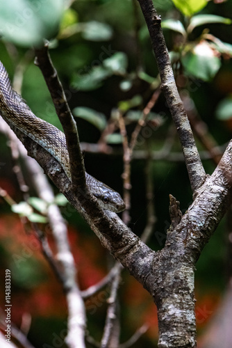 A snake is slithering on the tree