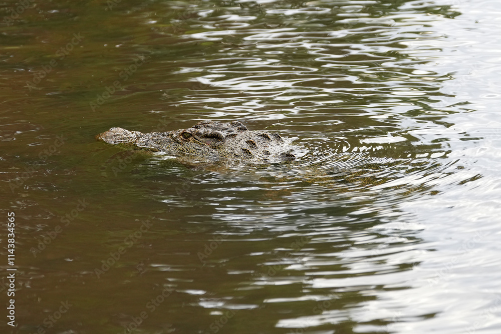 Krokodil im Fluss Chobe auf der Lauer