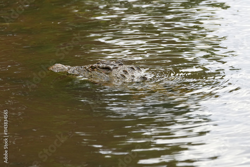 Krokodil im Fluss Chobe auf der Lauer photo