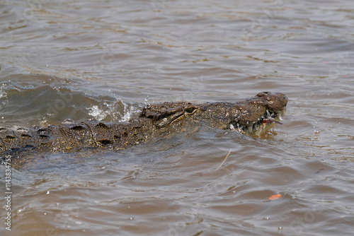 Krokodil im Fluss Chobe auf der Lauer photo