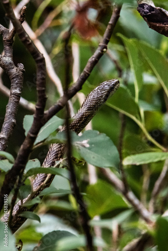 A snake is slithering on the tree