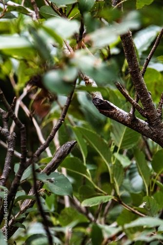 A snake is slithering on the tree