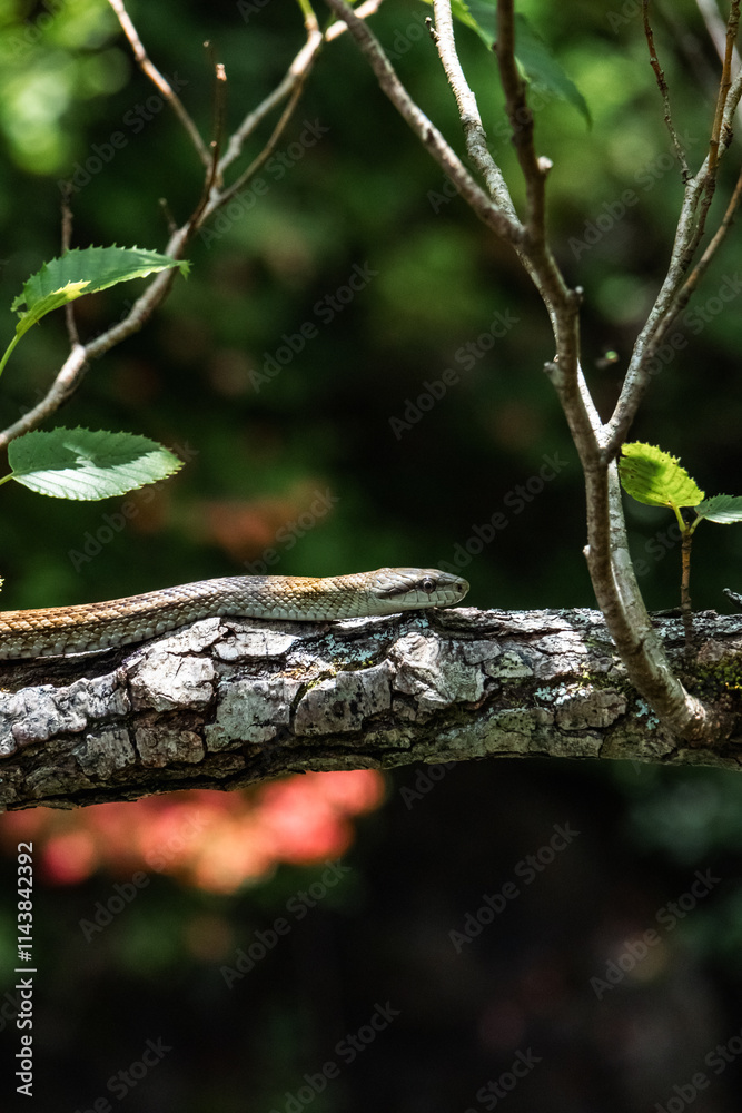 A snake is slithering on the tree A snake is slithering on the tree