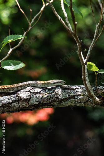 A snake is slithering on the tree