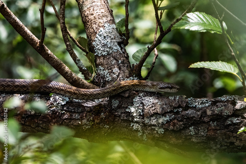 A snake is slithering on the tree