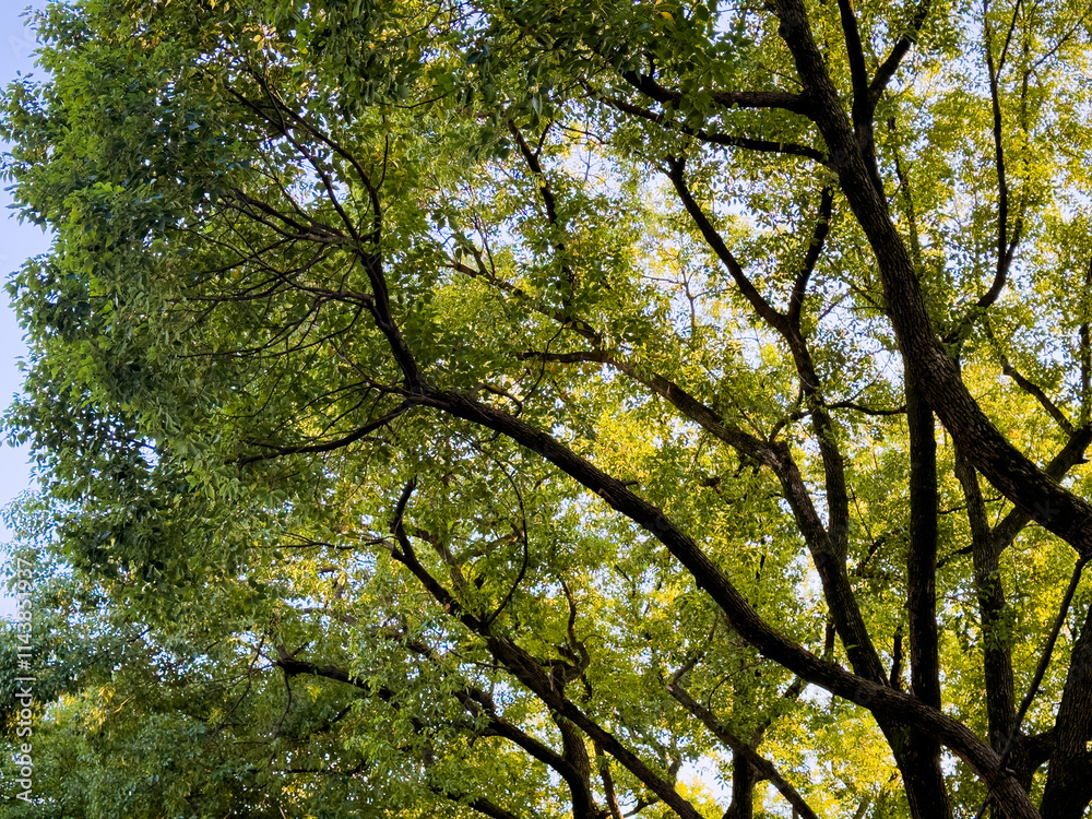 Lush Green Tree Canopy Bathed in Warm Sunlight Lush Green Tree Canopy Bathed in Warm Sunlight