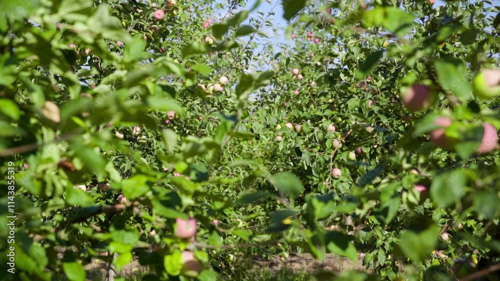 An apple tree with red apples. Apples grow on the branch. An apple tree with red apples. Apples grow on the branch.