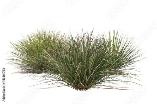 Green grass bushes on transparent background photo