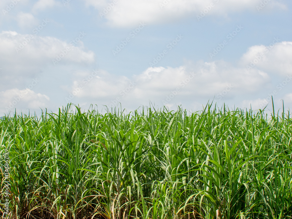 Beautiful sugarcane fields in northeastern Thailand. Beautiful sugarcane fields in northeastern Thailand.