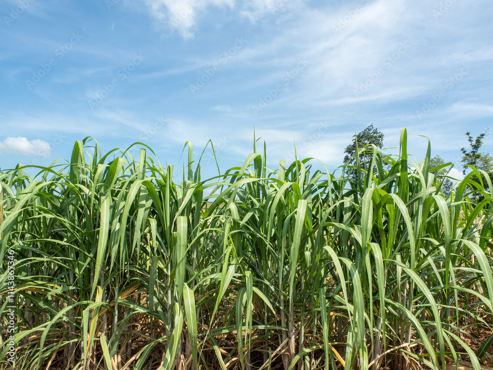 Beautiful sugarcane fields in northeastern Thailand. Beautiful sugarcane fields in northeastern Thailand.