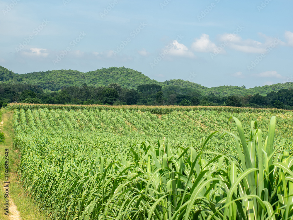 Beautiful sugarcane fields in northeastern Thailand.