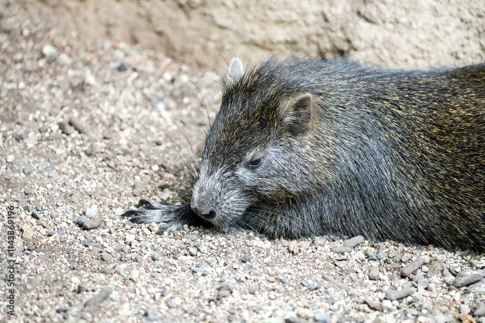 Portrait of a Kuba tree rat. Rodent close-up. Hutiaconga. Capromys pilorides. Cuban hutia.
Portrait of a Kuba tree rat. Rodent close-up. Hutiaconga. Capromys pilorides. Cuban hutia.