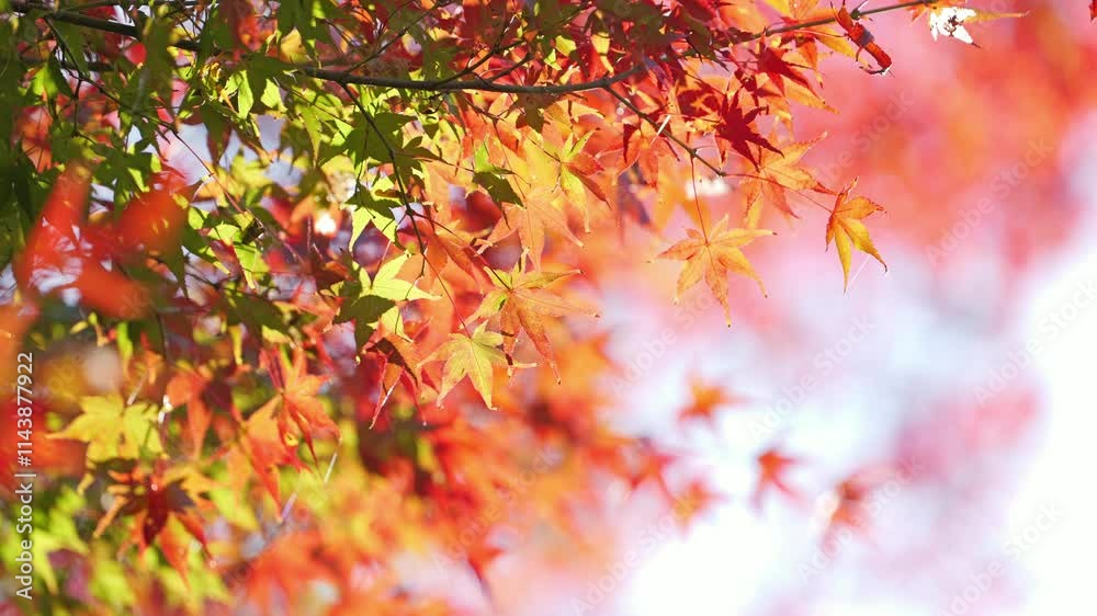 Autumn scenery, leaves of trees dyed in red Autumn scenery, leaves of trees dyed in red