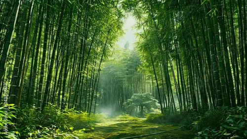 Bamboo Forest with a Cooling Quiet Atmosphere