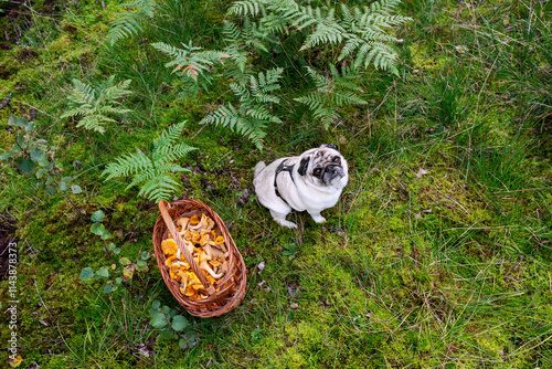 High angle view of pug by mushrooms in basket in forest photo