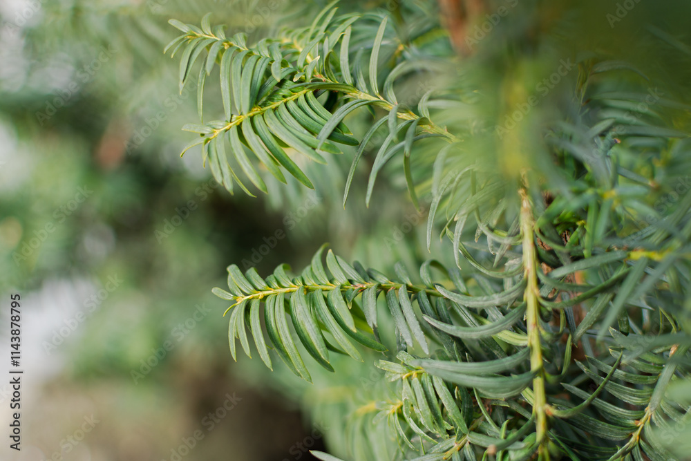 Spruce branch close-up. Water droplets from melting snow on green branches in the park. Soft selective focus, blurred background copy space. The natural calm color of the winter forest. Muted shades Spruce branch close-up. Water droplets from melting snow on green branches in the park. Soft selective focus, blurred background copy space. The natural calm color of the winter forest. Muted shades
