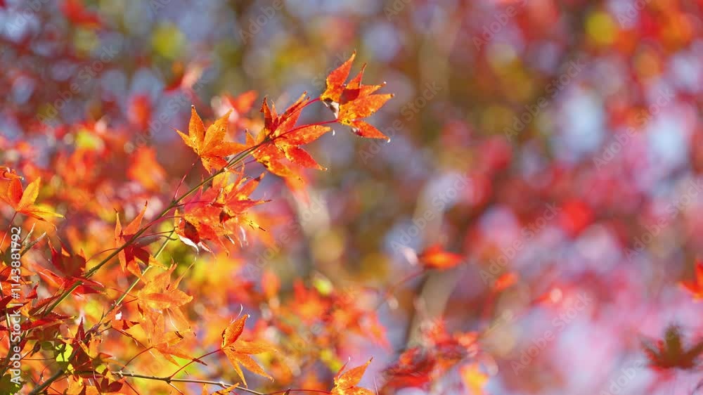Autumn scenery, leaves of trees dyed in red Autumn scenery, leaves of trees dyed in red