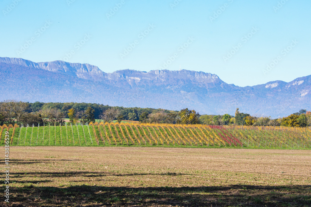 Fototapeta premium vignoble Genevois, Collex-Bossy