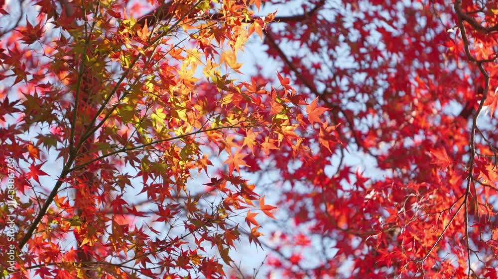 Autumn scenery, leaves of trees dyed in red Autumn scenery, leaves of trees dyed in red