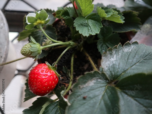 sweet and fresh strawberries holding on hand design for harvest concept