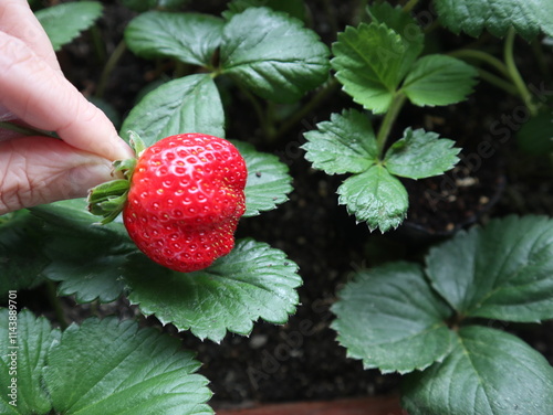 sweet and fresh strawberries holding on hand design for harvest concept