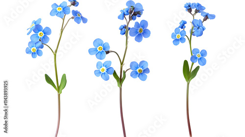 Set of blue forget-me-not flowers isolated