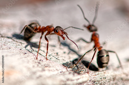 Fotografía Rote Waldameise - Formica rufa