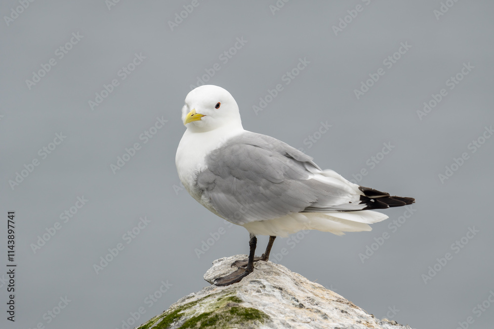 Black-legged kittiwake on a rock by the sea. Ekkerøy, Vadsø, Northern Norway Black-legged kittiwake on a rock by the sea. Ekkerøy, Vadsø, Northern Norway