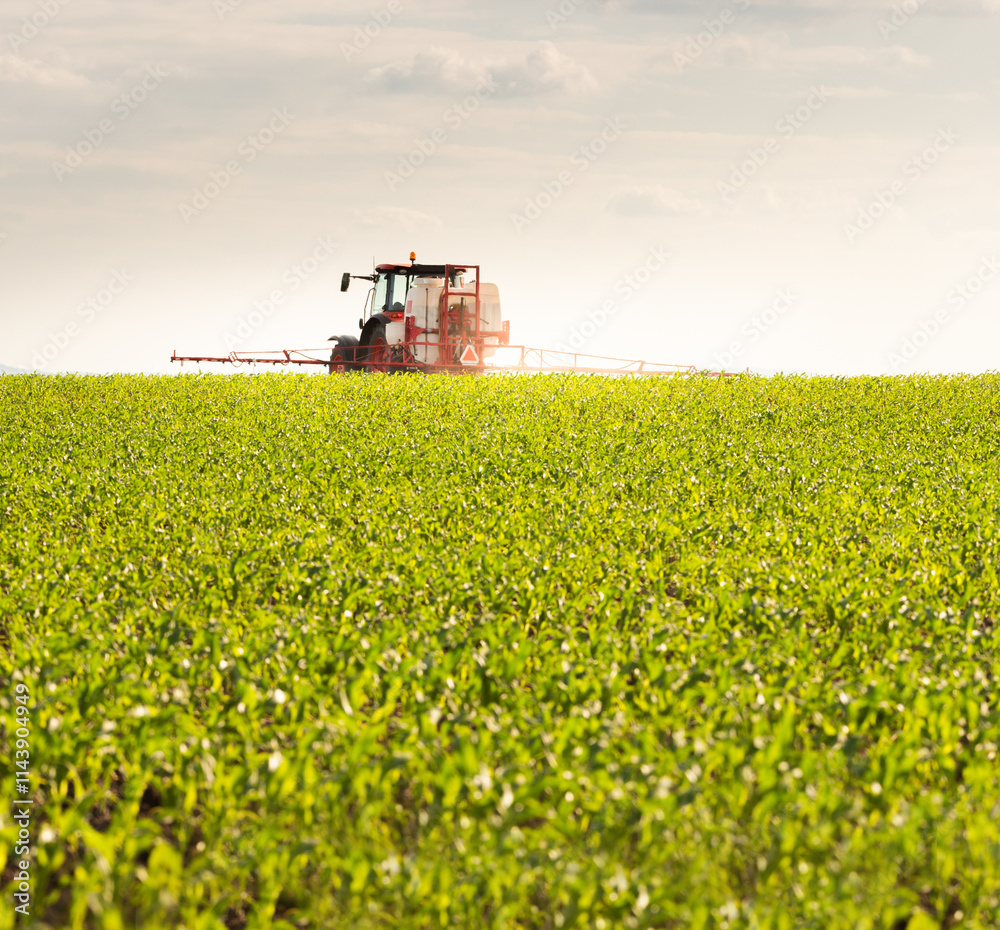 Fototapeta premium Tractor spraying corn field in sunset