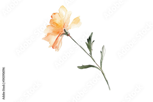 Watercolor orange flower branch or twig with delicate petals for decorative element isolated on transparent background.