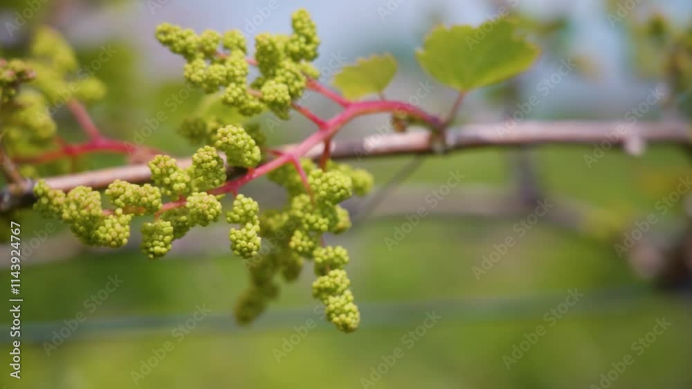 Close-up of grapevine with small clusters of grapes in the vineyard Close-up of grapevine with small clusters of grapes in the vineyard