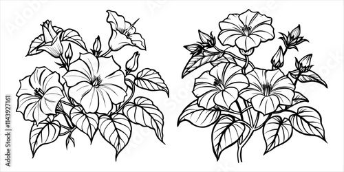 Morning Glory flower outline coloring book page line art drawing vector illustration for children and adults