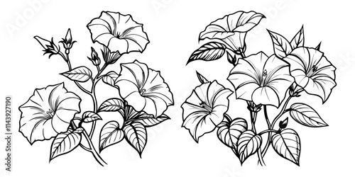 Morning Glory flower outline coloring book page line art drawing vector illustration for children and adults