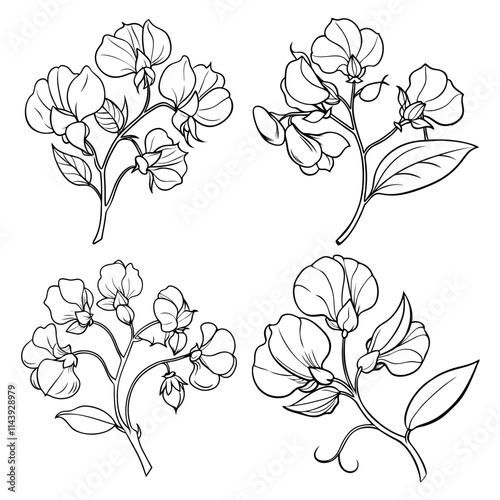 Sweet Pea flower outline coloring book page line art drawing vector illustration for children and adults