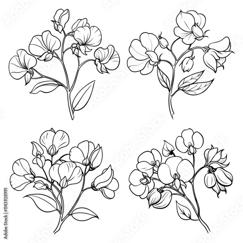 Sweet Pea flower outline coloring book page line art drawing vector illustration for children and adults