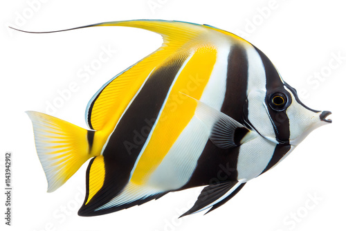 Moorish Idol fish isolated on white background photo