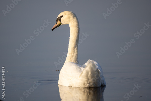 Fototapeta Naklejka Na Ścianę i Meble -  mute swan on the water