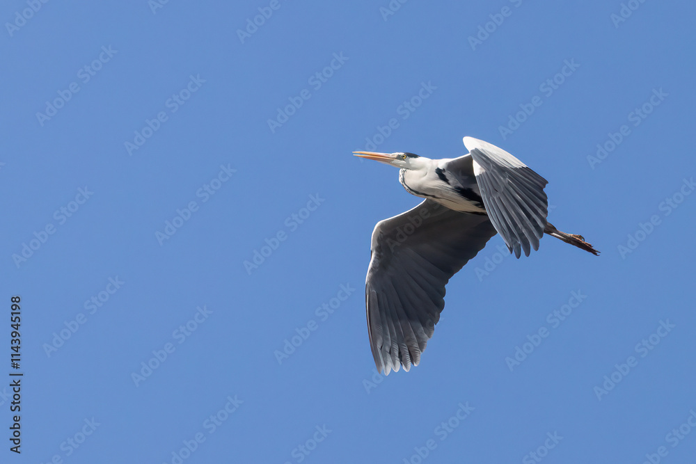 Obraz premium Grey heron