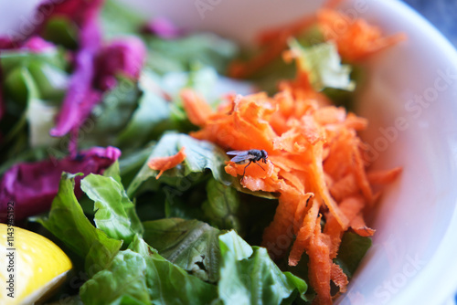 a fly on salad food. Muscomorpha pest on contaminated food