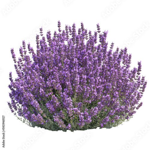 A vibrant bush of purple lavender flowers blooming in a sunny garden setting, a large bush of purple lavender flowers, file of isolated object with shadow on transparent background